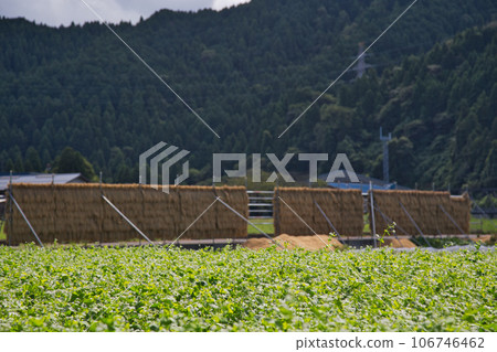 Rural scene with blue sky in fine autumn Rural scene with blue sky in fine autumn 106746462