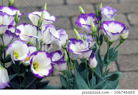 Turkish bellflower, which has nothing to do with Turkey or bellflower flowers. Turkish bellflower, which has nothing to do with Turkey or bellflower flowers. 106746869