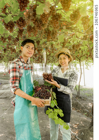 Young Asia Couple farmer holding grapes after harvest from the organic vineyard, healthy fruit concept Young Asia Couple farmer holding grapes after harvest from the organic vineyard, healthy fruit concept 106746965