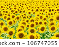 Sunflower field 106747055