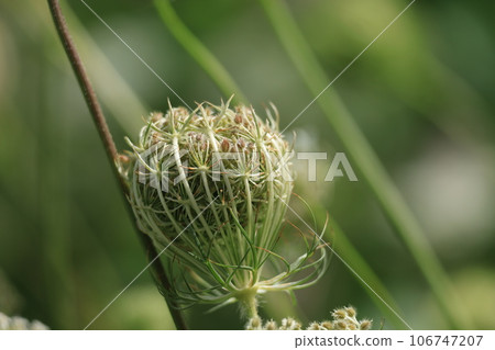 wild carrot fruit wild carrot fruit 106747207