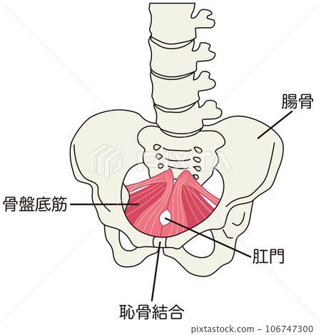 Pelvic floor muscle group: Pelvic muscle structure Pelvic floor muscle group: Pelvic muscle structure 106747300