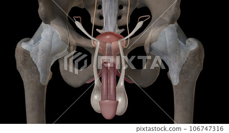 The male urethra connects the urinary bladder to the penis. 106747316