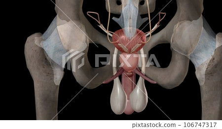 The male urethra connects the urinary bladder to the penis. The male urethra connects the urinary bladder to the penis. 106747317