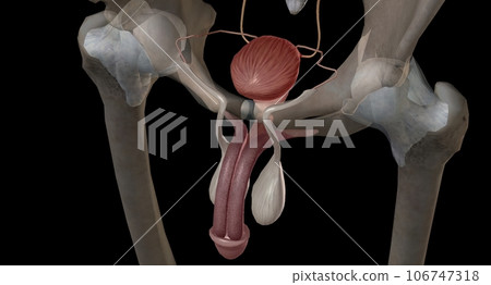 The male urethra connects the urinary bladder to the penis. The male urethra connects the urinary bladder to the penis. 106747318