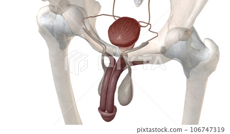 The male urethra connects the urinary bladder to the penis. The male urethra connects the urinary bladder to the penis. 106747319
