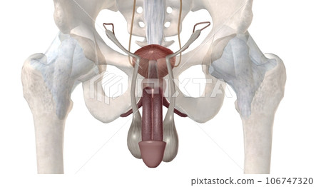 The male urethra connects the urinary bladder to the penis. The male urethra connects the urinary bladder to the penis. 106747320