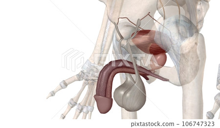 The male urethra connects the urinary bladder to the penis. The male urethra connects the urinary bladder to the penis. 106747323