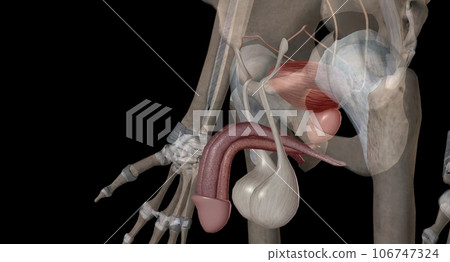 The male urethra connects the urinary bladder to the penis. 106747324