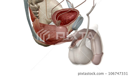 The male urethra connects the urinary bladder to the penis. The male urethra connects the urinary bladder to the penis. 106747331