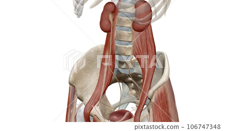 The kidneys are two bean-shaped organs, each about the size of a fist. The kidneys are two bean-shaped organs, each about the size of a fist. 106747348