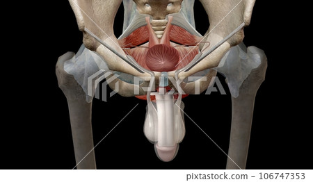 The pelvic floor muscles are located between the tailbone and the pubic bone within the pelvis. 106747353