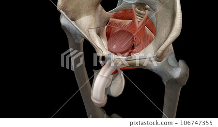 The pelvic floor muscles are located between the tailbone and the pubic bone within the pelvis. 106747355