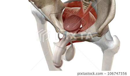 The pelvic floor muscles are located between the tailbone and the pubic bone within the pelvis. 106747356