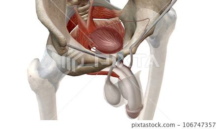The pelvic floor muscles are located between the tailbone and the pubic bone within the pelvis. 106747357