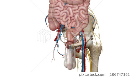 The pelvic region of the trunk is the lower p of the trunk, between the abdo and the thighs. 106747361