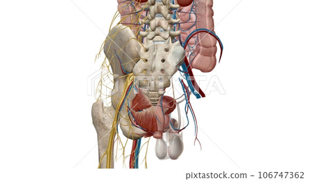 The pelvic region of the trunk is the lower p of the trunk, between the abdo and the thighs. The pelvic region of the trunk is the lower p of the trunk, between the abdo and the thighs. 106747362
