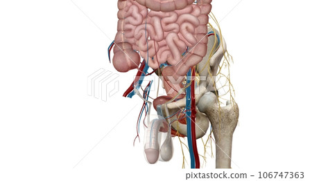 The pelvic region of the trunk is the lower p of the trunk, between the abdo and the thighs. The pelvic region of the trunk is the lower p of the trunk, between the abdo and the thighs. 106747363