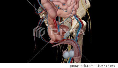 The pelvic region of the trunk is the lower p of the trunk, between the abdo and the thighs. 106747365