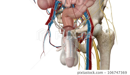 The pelvic region of the trunk is the lower p of the trunk, between the abdo and the thighs. 106747369