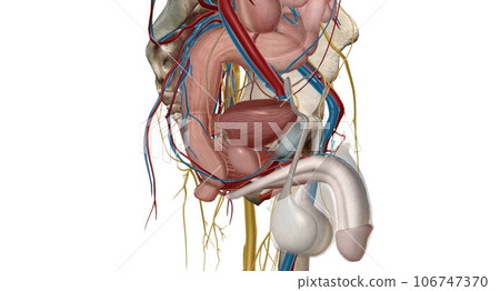 The pelvic region of the trunk is the lower p of the trunk, between the abdo and the thighs. The pelvic region of the trunk is the lower p of the trunk, between the abdo and the thighs. 106747370