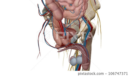 The pelvic region of the trunk is the lower p of the trunk, between the abdo and the thighs. 106747371