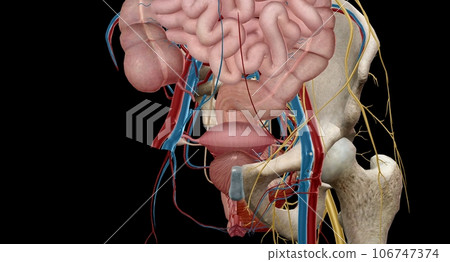 The pelvic region of the trunk is the lower p of the trunk, between the abdo and the thighs. 106747374
