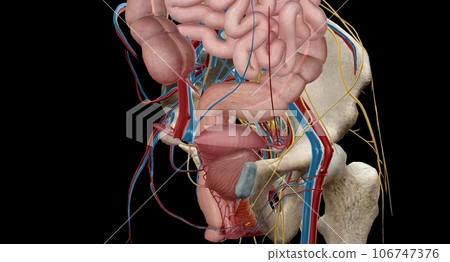The pelvic region of the trunk is the lower p of the trunk, between the abdo and the thighs. 106747376
