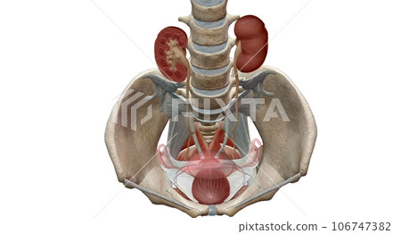 The ureters are tubes made of smooth muscle that propel urine from the kidneys to the urinary bladder. 106747382