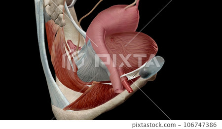 The internal urethral sphincter regulates involuntary control of urine flow from the bladder to the urethra 106747386