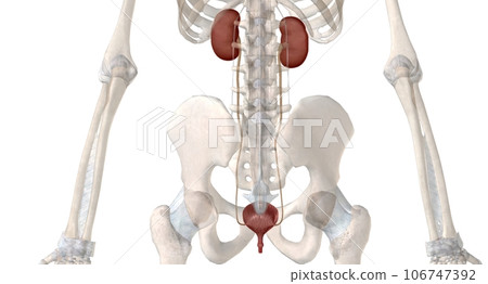 The urinary system is function is to filter blood and create urine as a waste by product. 106747392