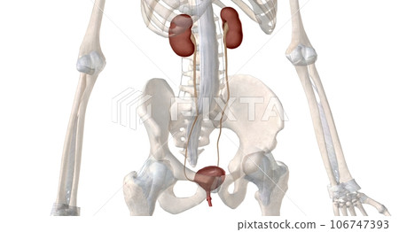 The urinary system is function is to filter blood and create urine as a waste by product. The urinary system is function is to filter blood and create urine as a waste by product. 106747393