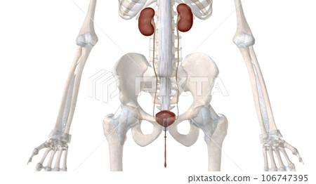 The urinary system is function is to filter blood and create urine as a waste by product. The urinary system is function is to filter blood and create urine as a waste by product. 106747395