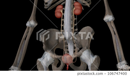 The urinary system is function is to filter blood and create urine as a waste by product. 106747400