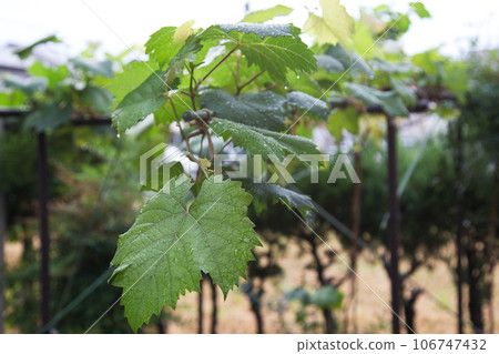 我的葡萄園 106747432