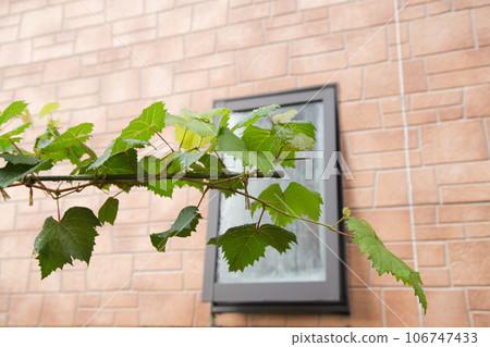 My grape garden 106747433