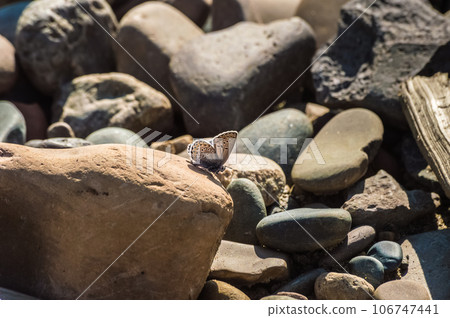 Butterfly on a pebble beach in the sun. 106747441