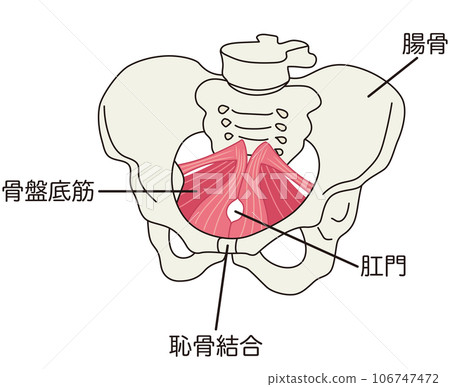 盆底肌群:盆腔肌肉結構 盆底肌群:盆腔肌肉結構 106747472