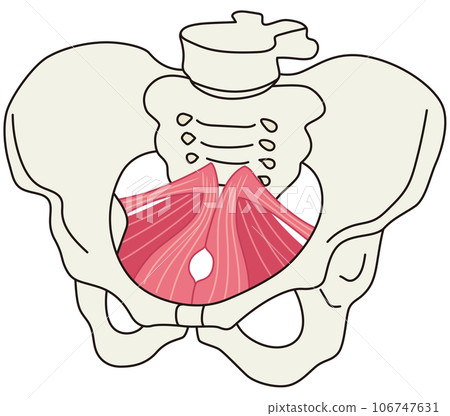 盆底肌群：盆腔肌肉結構 106747631