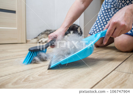 A woman removes dog hair after molting a dog with a dustpan and broom at home. A woman removes dog hair after molting a dog with a dustpan and broom at home. 106747904