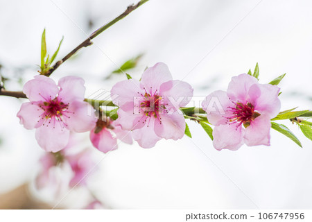 Peach blossom in spring. Peach flower blooming in the garden, closeup 106747956