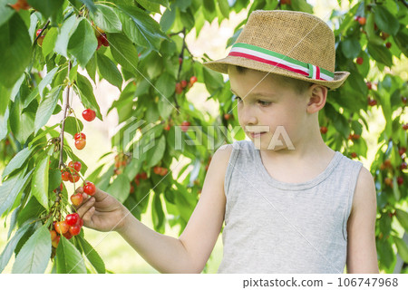 Little boy is picking ripe cherries from a tree in cherry garden 106747968