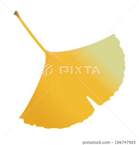 yellow ginkgo leaf illustration yellow ginkgo leaf illustration 106747985