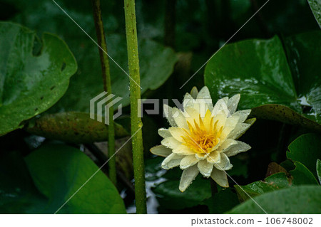  Lotus 106748002