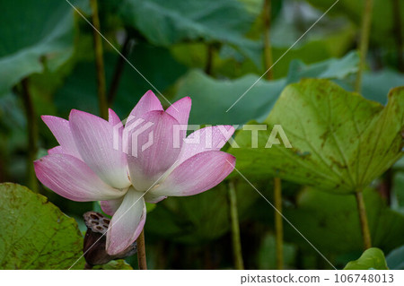  Lotus 106748013