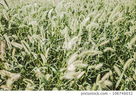 Cat play swaying in the wind, clump of foxtail grass, film style 106748032