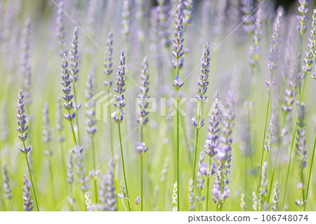 Unlimited stack of lavender Unlimited stack of lavender 106748074