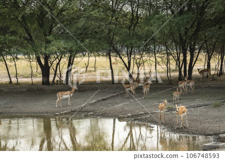 large herd or group of wild blackbuck or antilope cervicapra or indian antelope family near waterhole to quench thirst at tal chhapar sanctuary churu rajasthan india asia 106748593