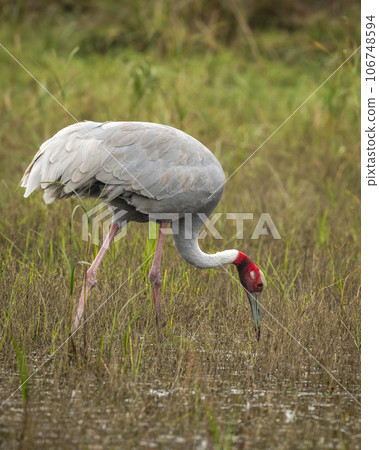 sarus crane or Grus antigone closeup feeding behaviour in natural green grass background during winter excursion at keoladeo national park or bharatpur bird sanctuary rajasthan india 106748594