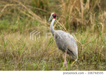 sarus crane or Grus antigone closeup with water droplets in air from beak in natural green background during winter excursion at keoladeo national park or bharatpur bird sanctuary rajasthan india asia 106748595